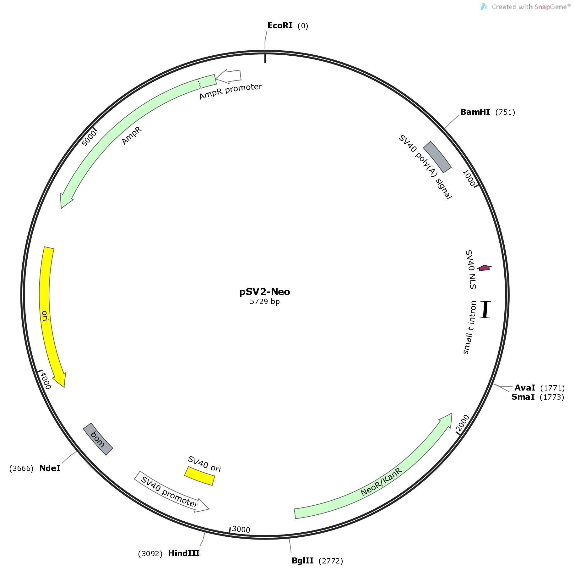 pSV2-Neo载体图谱